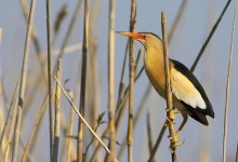 Rezervatia naturala Balta Amara poza